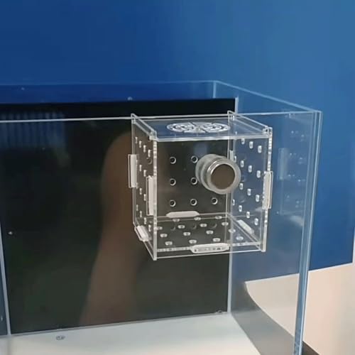 Acrylic Fish Breeding Box, Magnetic Fish Isolation Box Fish Separator for Aquarium Hatchery Incubator Tank for Baby Fishes Shrimp Clownfish Guppy (Medium, Reinforced Magnetic Model)