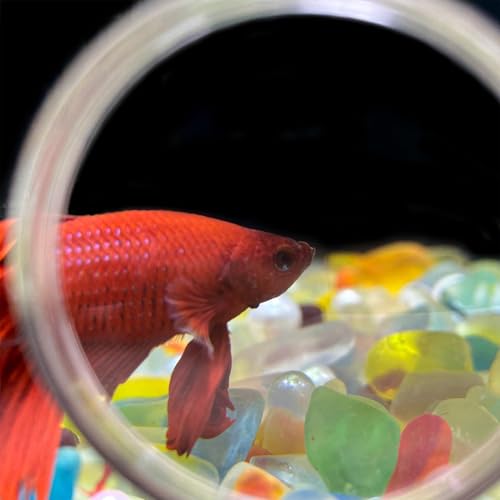 Aquarium Magnifying Glass - Magnifying Glass with Suction Cup | Animal Plant Observation Fish Tank Viewer for Viewing Coral and Taking Pictures