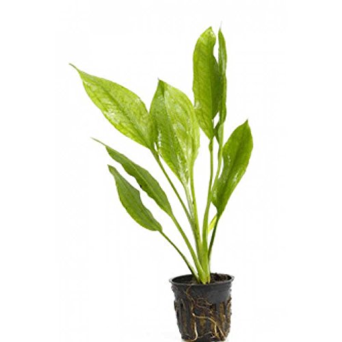 Potted Live Aquarium Plants Bundle - Easy and Snail Free Aquatic Plants (3 Pots)