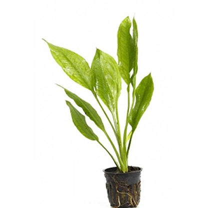 Potted Live Aquarium Plants Bundle - Easy and Snail Free Aquatic Plants (3 Pots)