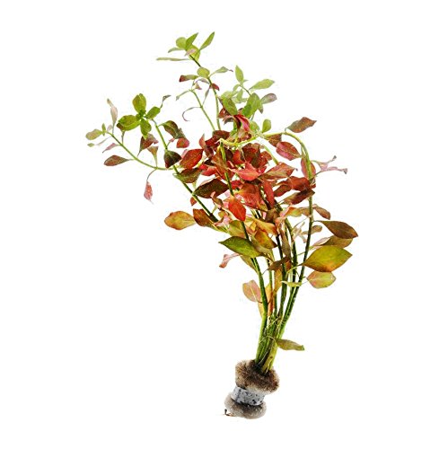 Super Red Set Package Live Aquarium Decorations Aquatic Plants for Fish Tank by Mainam