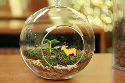 WGV Hanging Terrarium Globe, Width 7", Height 8", DIY Air Succulent Planter, Clear Glass Vase Orb with Flat Bottom, Candle Holder Outdoor Garden Decor, 6 Pieces - size: 7" Flat Bottom