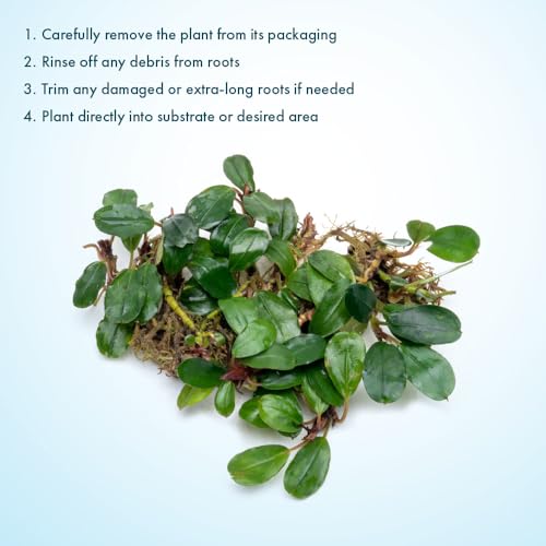 Bucephalandra Brownie Athena Live Aquarium Plant - Natural Freshwater Fish Tank Decorations, Aquatic Décor - Small Clump (3-5 Plants)