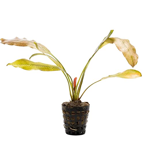 Indian Red Amazon Sword Echinodorus Live Aquarium Plant - Freshwater - Medium Light