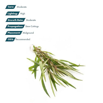 Live Plant - Hygrophila 'Araguaia' (Hygrophila lancea) - Moderate Care, High Light, Reddish-Brown Accent, Freshwater Aquatic Plant for Aquascaping - Lead Bunch