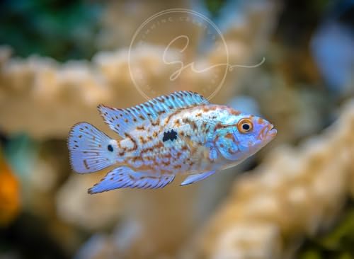 Swimming Creatures 2 Blue Electric Dempsey (Rocio octofasciata) Size Approx 0.75" - AKA Jack Dempsey Cichlid Freshwater Aquarium Fish Live - size: 2 PACK