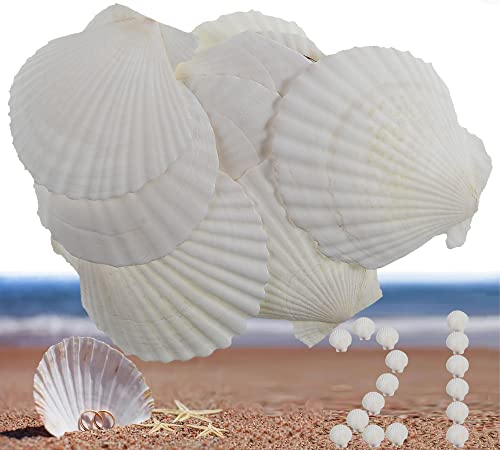 21Pcs Natural Scallop Sea Shells,Ocean Beach Seashells Perfect for Home Decoration, Art Craft, Vase Filler Fish Tank,Lion's Paw Baking Shells,Baking Shells for Serving Food (2.7-3.2inch) - color: 2.7-3.2inch