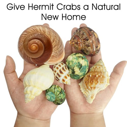 7PCS Medium Large Hermit Crab Shells | Natural Sea Conch Size 2"-2.8" | Mixed Turbo Seashells Set for Small to Medium Hermit Crab Supplies, Saltwater Crab Habitat and Beach Decor Sea Shells