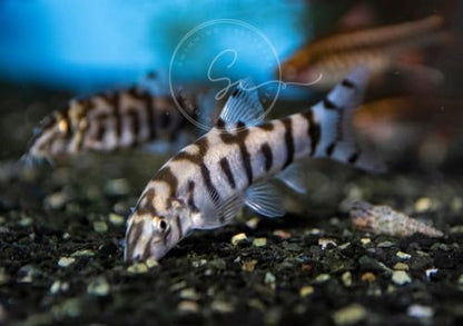 Swimming Creatures 1 Clown Loach (Tiger Botia) & 1 Yoyo Loach (Botia almorhae) Freshwater Aquarium Fish, Approx Size: 1"