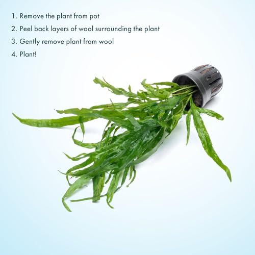 Java Fern Live Aquarium Plants - Potted Freshwater Plant for Fish Tanks - Beginner Friendly, Low Light (Trident, 3 Pots) - color: Trident, size: Pot - 3 Count