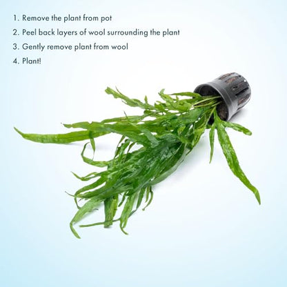 Java Fern Live Aquarium Plants - Potted Freshwater Plant for Fish Tanks - Beginner Friendly, Low Light (Trident, 3 Pots) - color: Trident, size: Pot - 3 Count