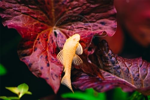Swimming Creatures 1 Snowflake Pleco Shortfin (3cm+) & 1 Albino Albino Pleco Shortfin (3cm+) Freshwater Aquarium Fish Live Arrival Guarantee (Pack of 2 Fish)