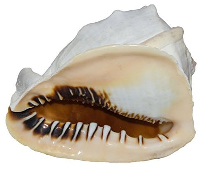 U.S. Shell Inc. 05204 Queen Helmet Shells 5 to 6",
