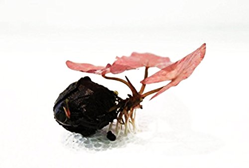 Super Red Set Package Live Aquarium Decorations Aquatic Plants for Fish Tank by Mainam