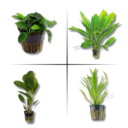 Live Aquarium Plants Bundle - Anubias Barteri, Amazon Sword, Dwarf Sagittaria - Easy Care Freshwater Plant Starter Pack for Fish Tank, No CO2 Required, Beginner Friendly