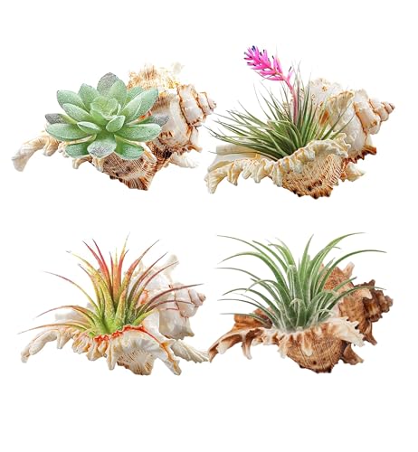 4 Pack 4-5 inches Conch Shells for Decorating air Plant Holders Unique Succulent Pot Betta Fish Tank Decoration Aquarium décor Fish House for Aquarium Beach Theme Party (No Plants)