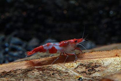 Live Freshwater Aquarium Shrimp - Neocaridina (Red Rili, 10 Pack) - color: Red Rili