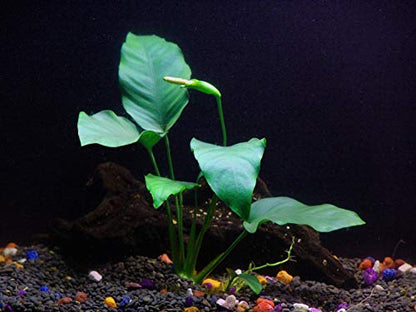 Rooted Live Aquarium Plant Bundle - 6 Easy Species | Snail Free Guaranteed