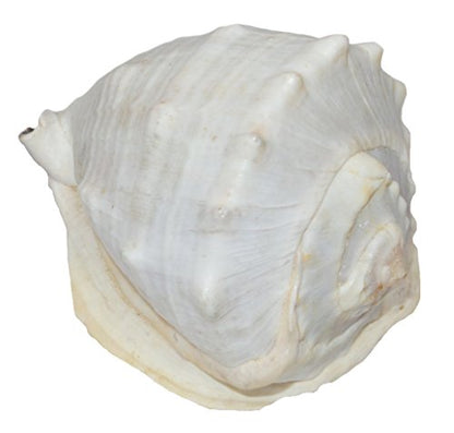 U.S. Shell Inc. 05204 Queen Helmet Shells 5 to 6",