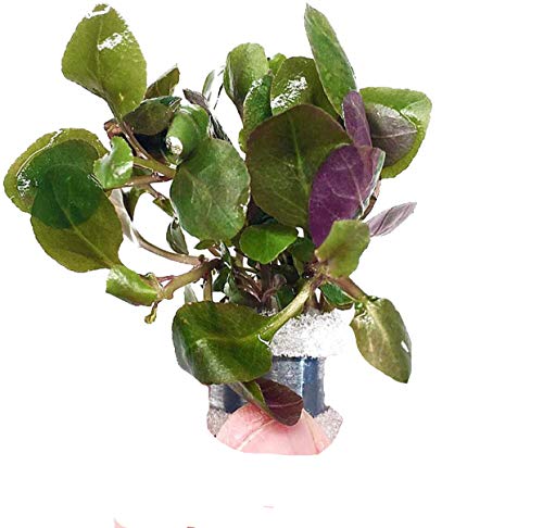 Lobelia Cardinalis Bundle Live Plant Aquarium Tropical Freshwater Decorations BUY2GET1FREE