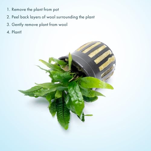 Java Fern Live Aquarium Plants - Potted Freshwater Plant for Fish Tanks - Beginner Friendly, Low Light (Narrow Mini, 1 Pot) - color: Narrow Mini, size: Pot - 1 Count
