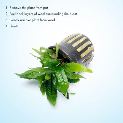 Java Fern Live Aquarium Plants - Potted Freshwater Plant for Fish Tanks - Beginner Friendly, Low Light (Narrow Mini, 1 Pot) - color: Narrow Mini, size: Pot - 1 Count