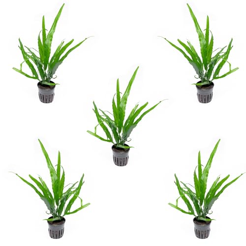 Java Fern Live Aquarium Plants - Potted Freshwater Plant for Fish Tanks - Beginner Friendly, Low Light (Needle Leaf, 5 Pots) - color: Needle Leaf, size: Pot - 5 Count