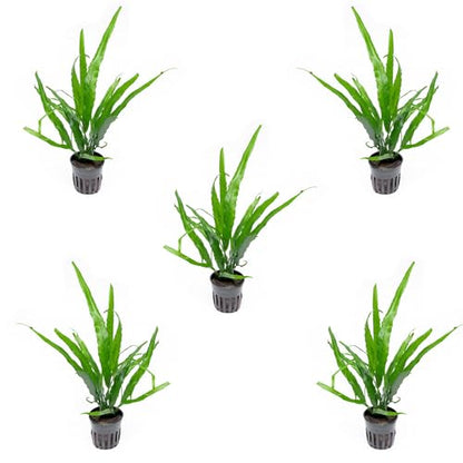 Java Fern Live Aquarium Plants - Potted Freshwater Plant for Fish Tanks - Beginner Friendly, Low Light (Needle Leaf, 5 Pots) - color: Needle Leaf, size: Pot - 5 Count