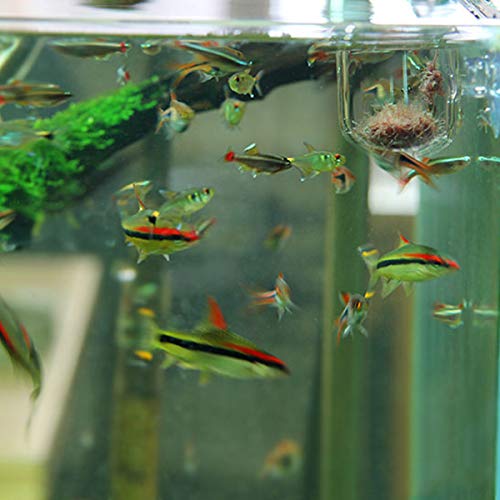 Ailindany Aquarium Glass Feeding Cone Cup Plant Cup Brine Shrimp Live Red Worm Fish Feeder for Aquariums with Suction