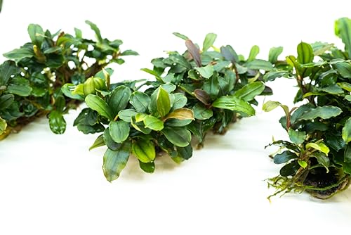 Bucephalandra Live Aquarium Plant Collection - Rare Aquatic Plants for Lush Aquarium Scapes, Natural Freshwater Fish Tank Decorations, Ideal Gift for Aquarists (Bucephalandra Pad (10+ Plants))