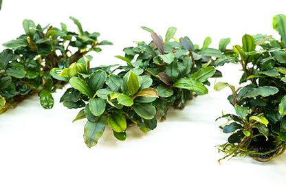 Bucephalandra Live Aquarium Plant Collection - Rare Aquatic Plants for Lush Aquarium Scapes, Natural Freshwater Fish Tank Decorations, Ideal Gift for Aquarists (Bucephalandra Pad (10+ Plants))