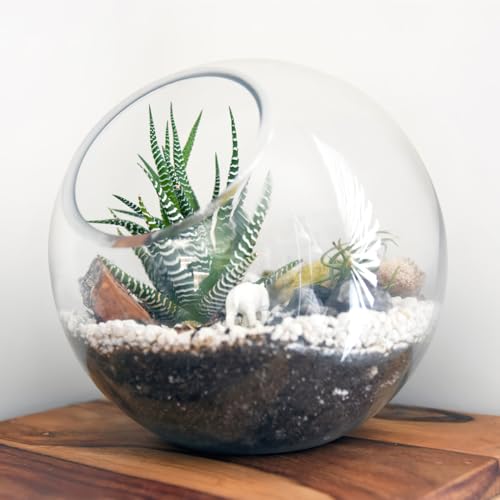 ibasenice 3Pcs Glass Terrarium Bowls Air Plant Holders Hydroponic Planters Small Round Vases for Home Office Desktop Display