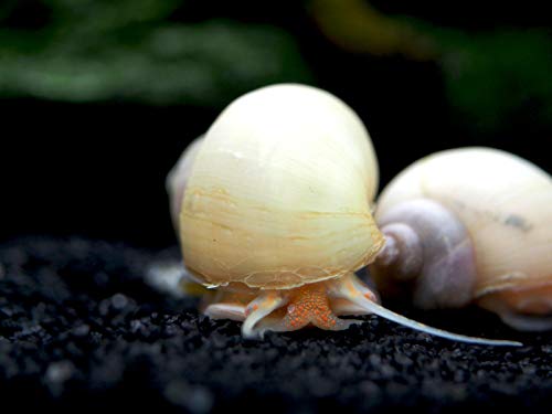 Aquatic Arts 5 Live Ivory Mystery Snails for Freshwater Aquarium | Real Living Glass Fish Tank Clearer | Nano Pets | Natural Decorations - style: 5-SNAILS
