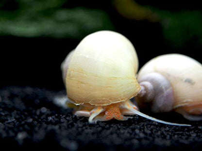 Aquatic Arts 5 Live Ivory Mystery Snails for Freshwater Aquarium | Real Living Glass Fish Tank Clearer | Nano Pets | Natural Decorations - style: 5-SNAILS