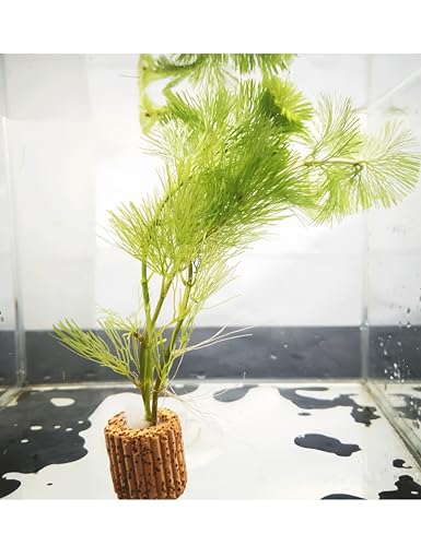 20Pcs Aquatic Water Plant Fixed Rings, Plant Weights for Fish Tank，25mm Water Plants Cultivation Rings for Aquarium Landscaping/Fish Tank Accessories