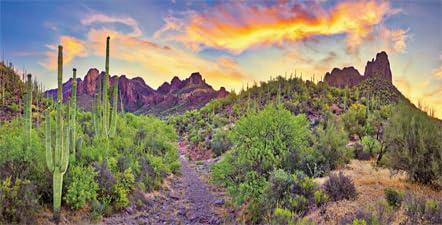 Reptile Habitat Background Rock Blue Sky Oasis Cactus Sunset Desert Terrarium Background 60X24IN with 8 EVA Double-Sided Tape - size: 60X24in/150X60cm