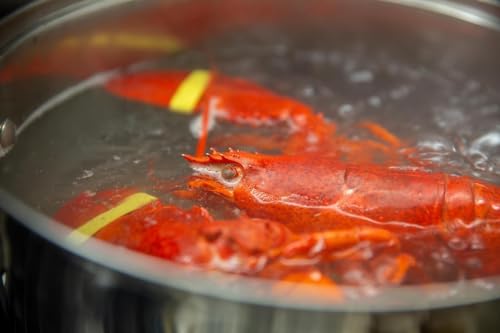 AirFly Crab and Lobster Claw Bands - Size 1" x 0.5" - FDA-Compliant Silicone - Cook Safe, Non-Latex, Non-Toxic - Fits Lobster, Dungeness and Blue Crab - Made in USA (Red, Bands + Bander)