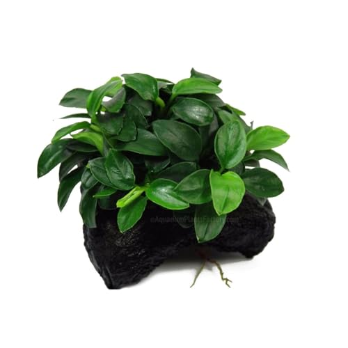 Anubias Petite On Driftwood | Aquarium Plants Factory