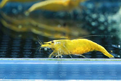 Live Freshwater Aquarium Shrimp - Neocaridina (Neon Yellow, 10 Pack) - color: Neon Yellow