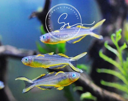 Swimming Creatures™ Freshwater Rainbowfish Live Aquarium Fish (Approx. 3/4"–1") (6 Forktail Rainbowfish) - color: 6 Forktail Rainbowfish