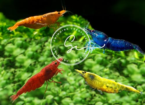 Swimming Creatures™ 10 Mixed Premium High-Grade Neocaridina Freshwater Aquarium Shrimp Live (Assortment of 4 colors)