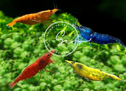 Swimming Creatures™ 10 Mixed Premium High-Grade Neocaridina Freshwater Aquarium Shrimp Live (Assortment of 4 colors)