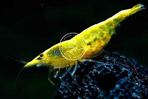 Swimming Creatures™ Premium Neocaridina Shrimp – A Perfect Combo to Brighten Your Aquarium! (10 Premium Mix + 3 Assassin Snail)