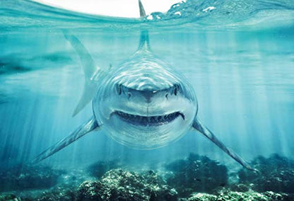 Haoyiyi 5x4ft Underwater Shark Backdrop Deep Under Sea Seabed World Great White Shark Aquarium Photography Background Baby Boy Birthday Celebration Theme Party Kid Diver Portrait Photo Studio Props