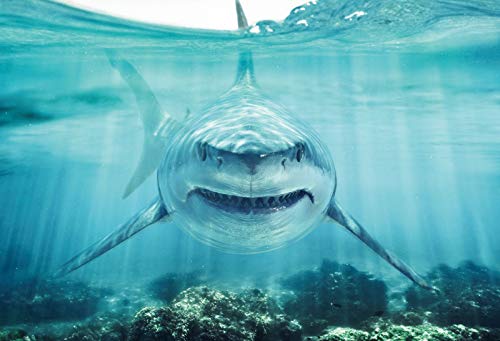 Haoyiyi 12x8ft Underwater Shark Backdrop Deep Under Sea Seabed World Great White Shark Aquarium Photography Background Baby Boy Birthday Celebration Theme Party Kid Diver Portrait Photo Studio Props