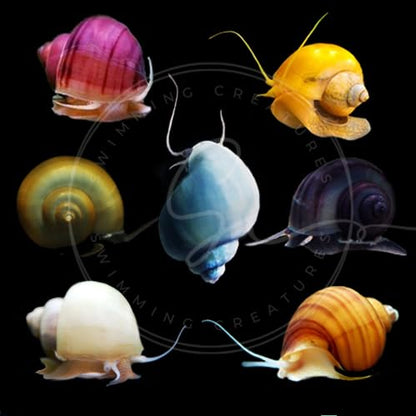 Swimming Creatures 20 Snowball Neocaridina Shrimps with 3 Assorted Mystery Snails, Freshwater Aquarium, 100% Live Arrival Guarantee