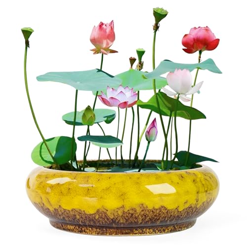 ARTKETTY Lotus Bowl Planter - 7.3 Inch Large Lotus Flower Bowl for Water Plants, Ceramic Hydroponic Planter Water Lily Bowl for Planting Aquatic and Indoor Succulent Plants and Bonsai - color: Yellow