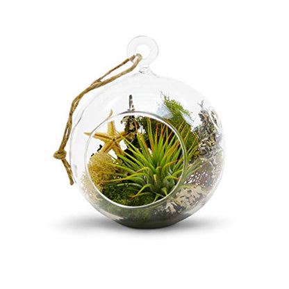 WGV Hanging Terrarium Globe, Width 4", Height 4.75", DIY Air Succulent Planter, Clear Glass Vase Orb with Flat Bottom, Candle Holder for Windowsill Outdoor Garden Decor, 6 Pieces Bulk - size: 4" Flat Bottom
