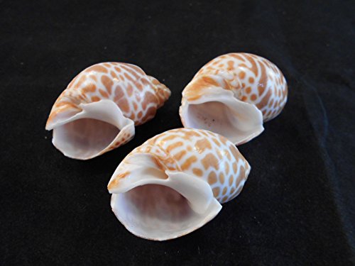 100 Select Large Babylonia Spirata Shells Seashells 1 1/2" - 2" Shellcraft Beach Crafts Nautical Decor Beach Wedding