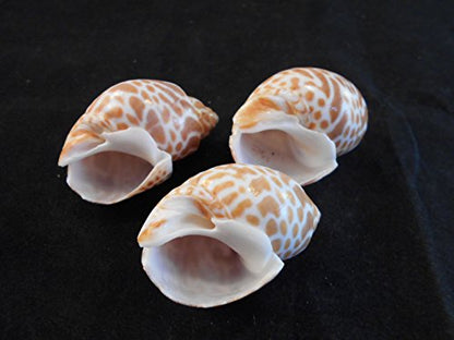 100 Select Large Babylonia Spirata Shells Seashells 1 1/2" - 2" Shellcraft Beach Crafts Nautical Decor Beach Wedding